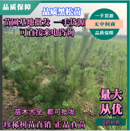 油松苗 黑松小苗。黑松苗。油松苗荒山造林绿化盆景黑松树苗