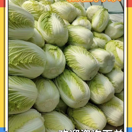 肥城市北京新3号  黄鑫大白菜大量供应出售，优质货源，货发全国
