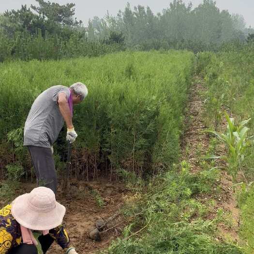 莒南县供应侧柏苗 侧柏小苗侧柏苗木