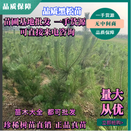 基地直供应黑松黑松苗黑松小苗基地直供品质保障无中间商