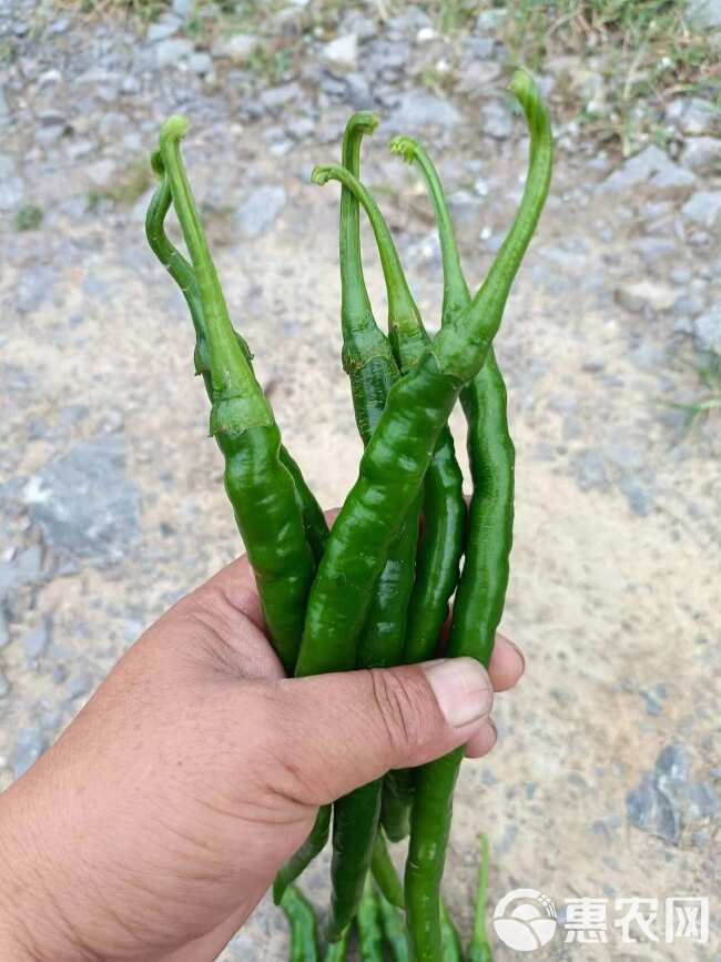 贵州本地线椒大量上市，货源充足，欢迎咨询，量大价优