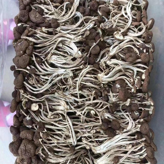 产地直发 2024年新货广昌5号未开伞茶树菇干货，自产自销，