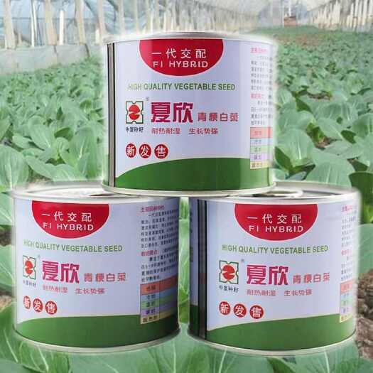 夏欣青梗菜种子 耐热耐湿 耐雨水 叶柄宽厚 叶色嫩绿