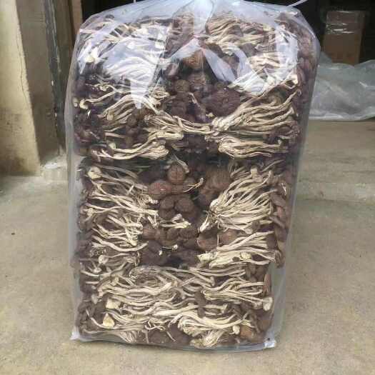 南平2024年新货广昌5号未开伞茶树菇干货，自产自销，产地直发