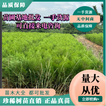 莒南县直供侧柏苗。耐寒树苗 侧柏苗木。侧柏小苗