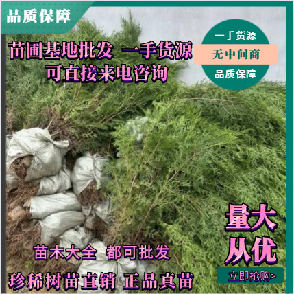 基地直供侧柏小苗山东侧柏苗批发基地都是批发价无中间商