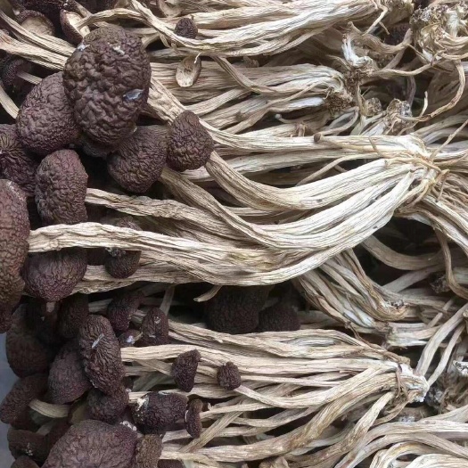 一件代发 2024年新货广昌5号未开伞茶树菇干货，自产自销，