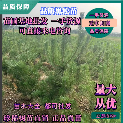 基地直供品质保障油松苗，油松树苗品质保障基地直销