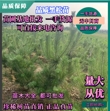 莒南县基地直供品质保障油松苗，油松树苗品质保障基地直销