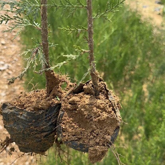莒南县供应侧柏小苗 优质侧柏小苗，生机盎然，现正热卖！
