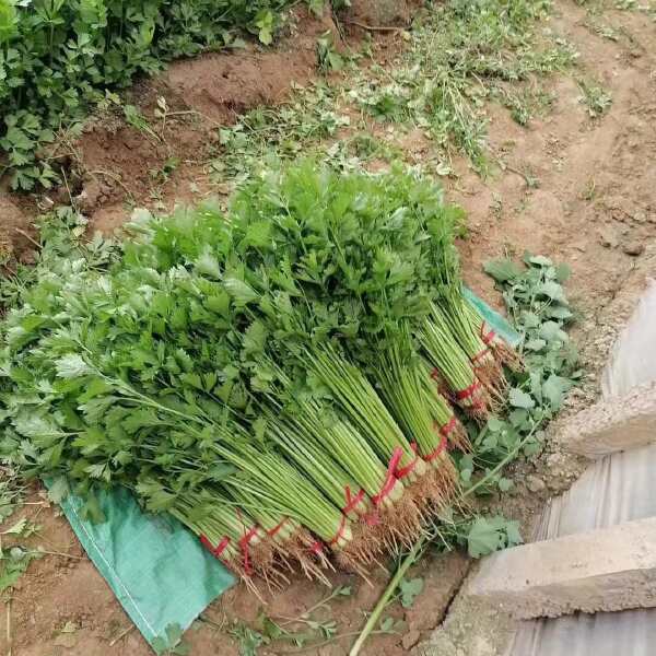 如意小香芹种子 实心 叶簇紧凑 香味浓郁 清香脆嫩 抗病