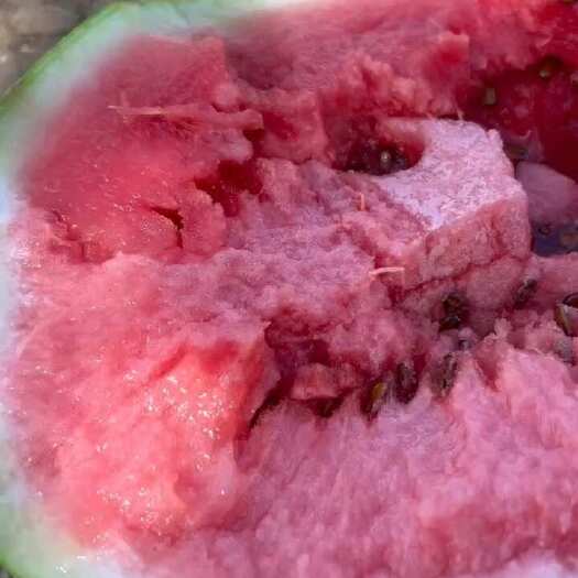 乌前旗沙漠西瓜
