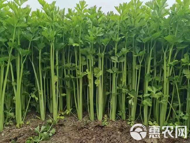 如意小香芹种子 实心 叶簇紧凑 香味浓郁 清香脆嫩 抗病