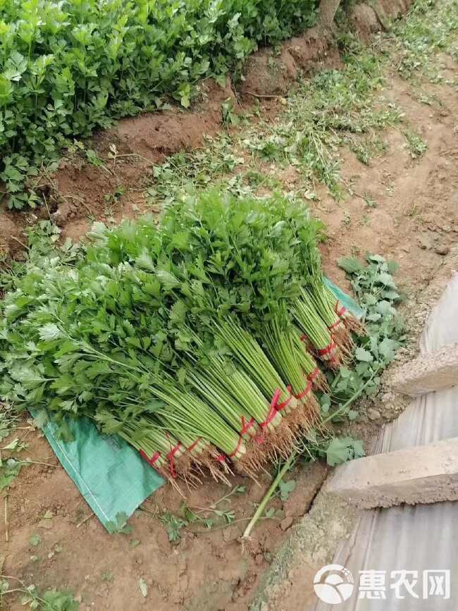 如意小香芹种子 实心 叶簇紧凑 香味浓郁 清香脆嫩 抗病