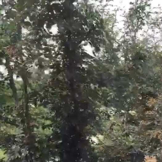 平陆县红花椒