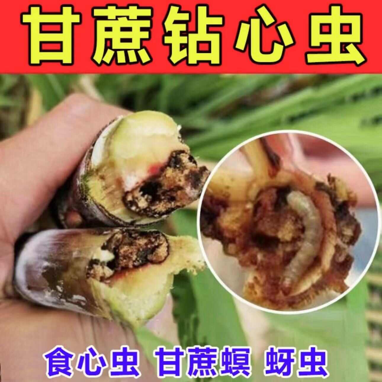 甘蔗病虫害专用肥钻心虫甘蔗螟黄叶病毒病梢腐病甘蔗壮丰素叶面肥