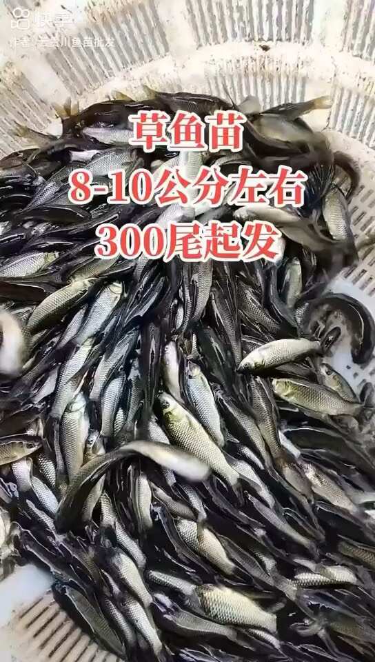 我场出售各种商品鱼