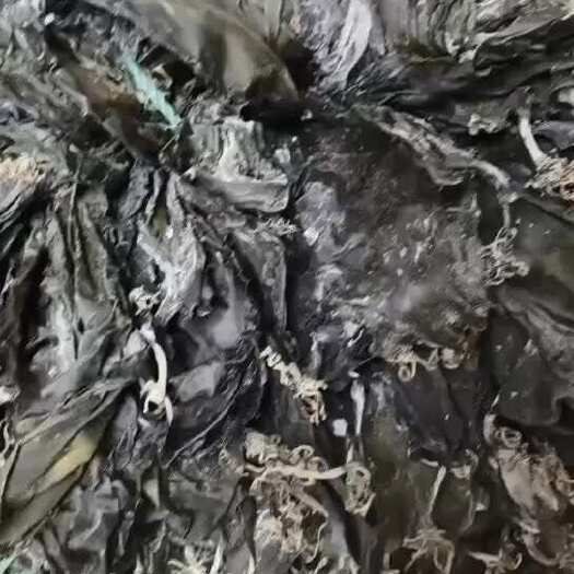莆田海带干货福建特产无沙