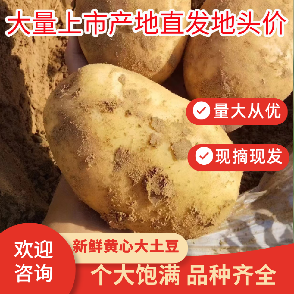 土豆陕北土豆沃土 v7 希森 品种齐全 产地直发 全国发货