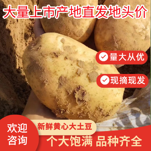 土豆陕北土豆沃土 v7 希森 品种齐全 产地直发 全国发货