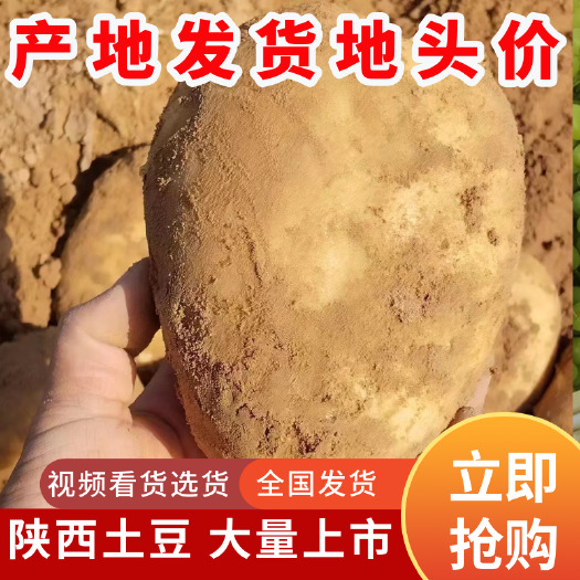 靖边县陕西大土豆黄心土豆沃土 v7 希森 品种齐全 全国发货