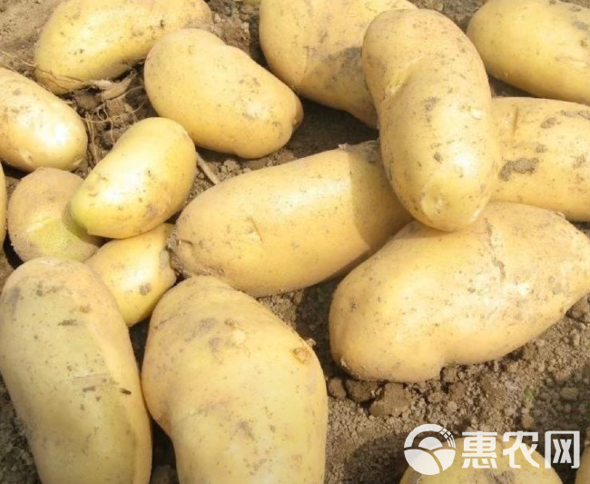 土豆陕西黄心土豆希森 沃土 v7 量大价优 品质保证