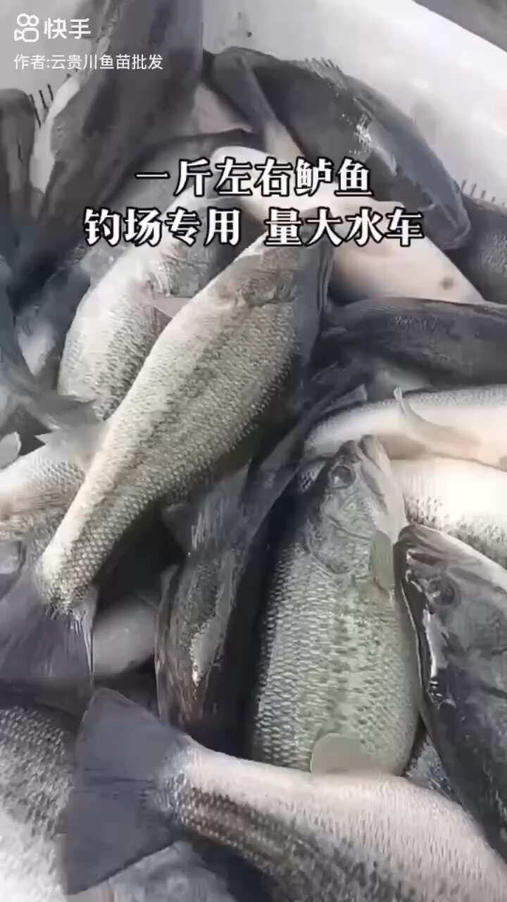 我场出售各种商品鱼