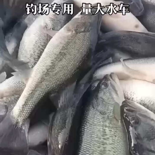 我场出售各种商品鱼