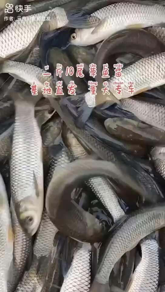 我场出售各种商品鱼
