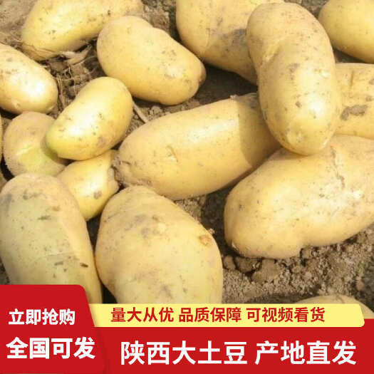 土豆陕西黄心土豆希森 沃土 v7 量大价优 品质保证
