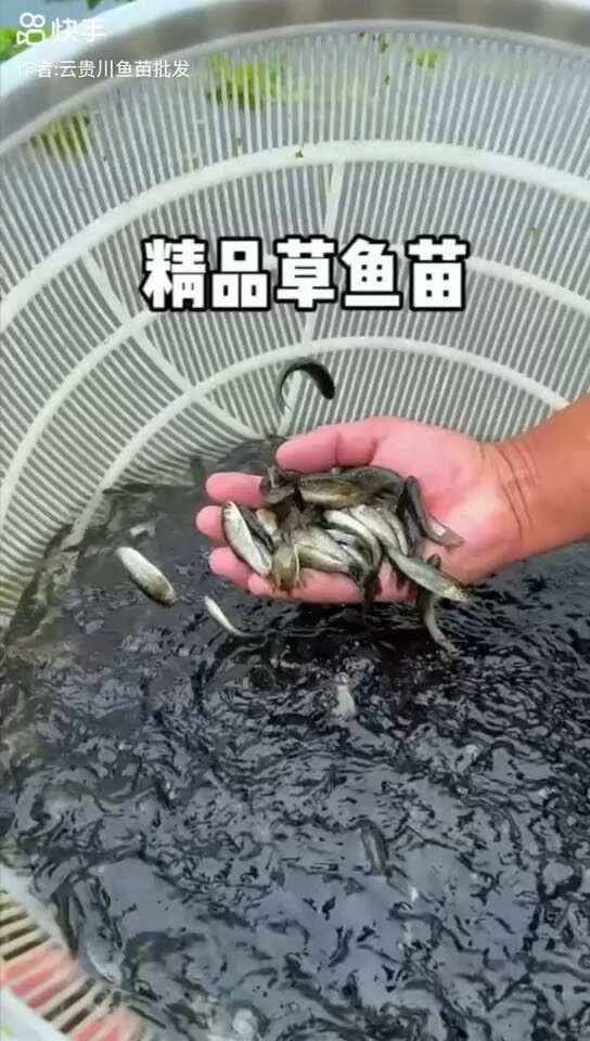 我场出售各种商品鱼