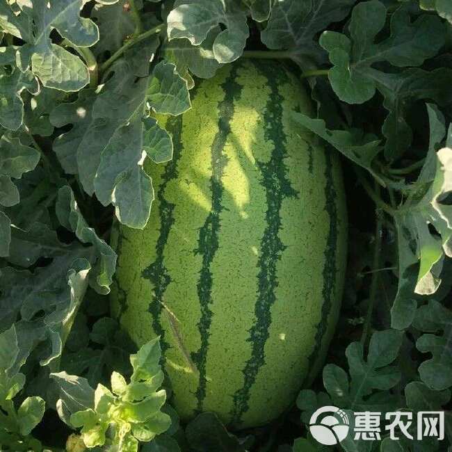 金城5号西瓜大量上市个大皮薄水分多 品质有保障量大价更优