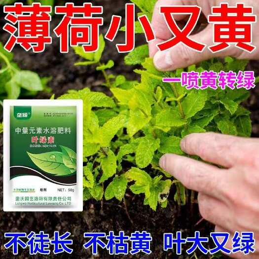 栾川县薄荷专用肥小叶薄荷叶绿素猛爆新芽掐一茬长一茬锈病黄叶水溶肥