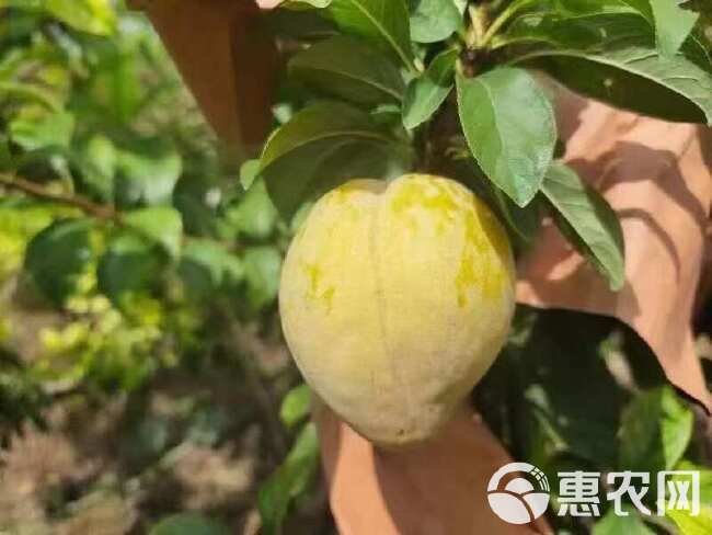 现货代办代发云南新鲜奈李高端水果非蜂糖李