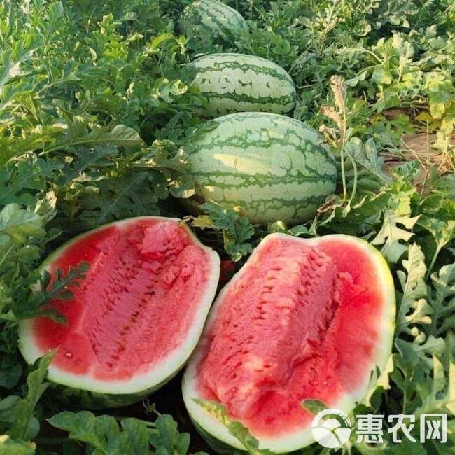 金城5号西瓜大量上市个大皮薄水分多 品质有保障量大价更优