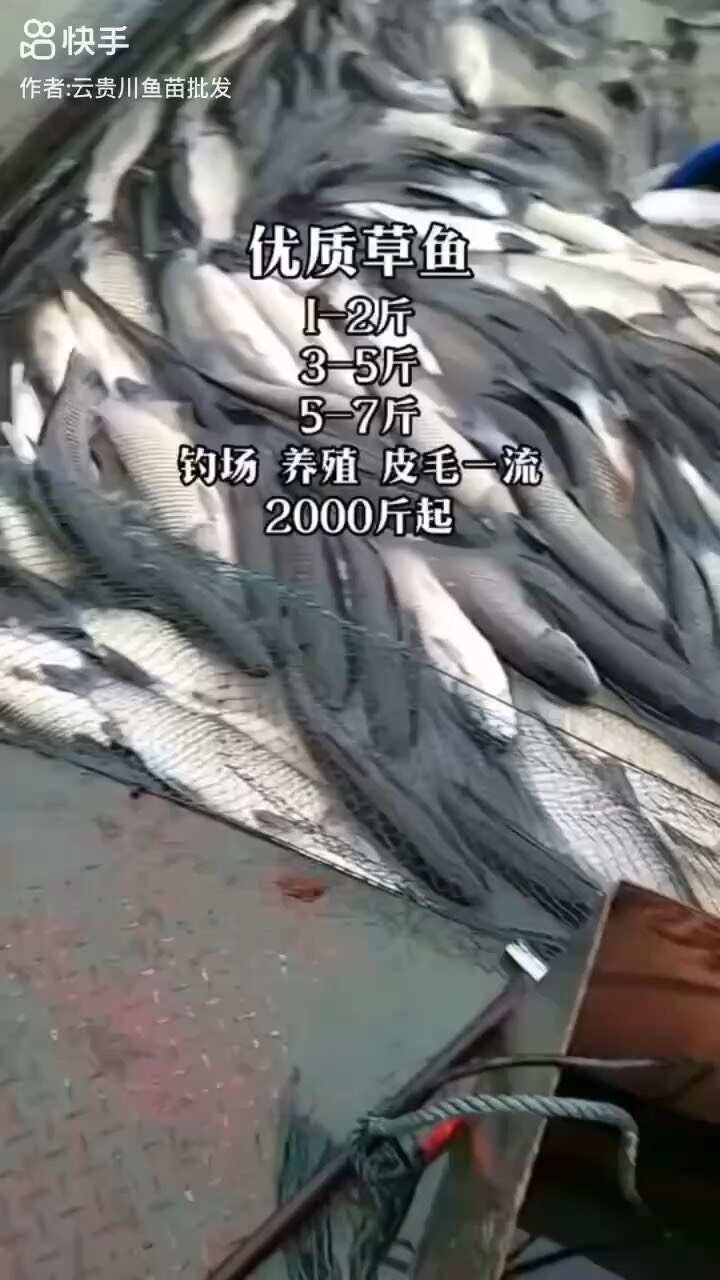 我场出售各种商品鱼