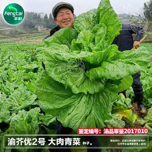 绵阳渝芥优2号芥菜种子 鉴定编号:渝品审鉴2017010