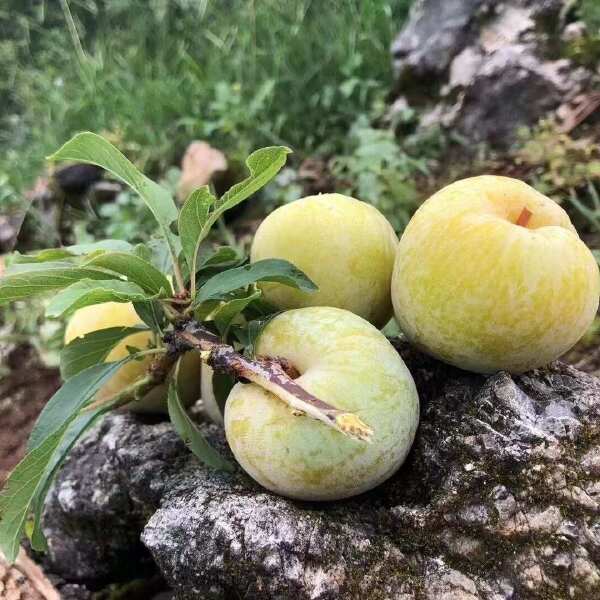 现货代办代发云南新鲜奈李高端水果非蜂糖李