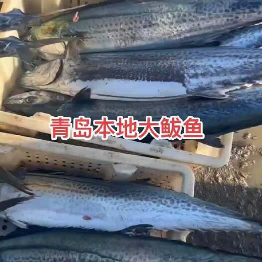 青岛青岛本地大鲅鱼6斤-20斤都有，批发量大
