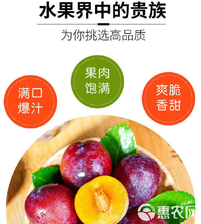 国产西梅4斤/5斤装一件代发收货后冷藏后食用更佳