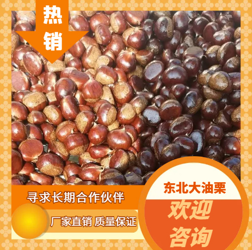 东北大油栗炒栗种