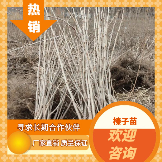 宽甸县基地直销二年抗寒大果榛子苗！成活率高！产量高！结果早！