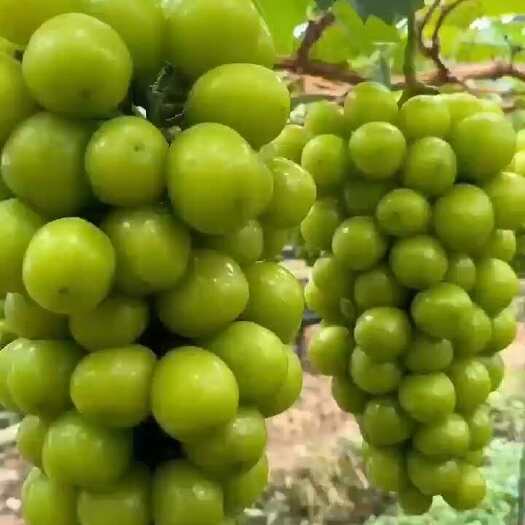 宁波自家种植阳光玫瑰 串头好颗粒大