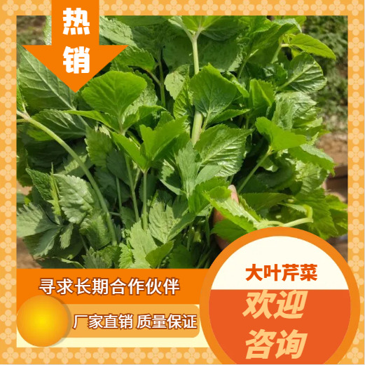 山野菜大叶芹