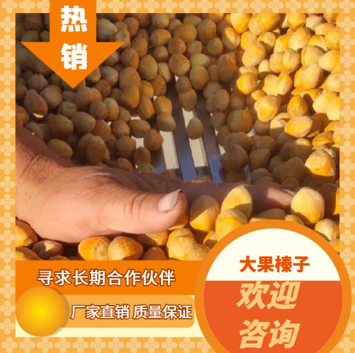 平欧大榛子  大榛子  大果榛子皮薄满仁香脆可口