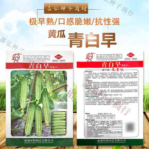 义乌市青白早黄瓜种 无苦味 极早熟 低温弱光性耐受强 叶部病害抗病