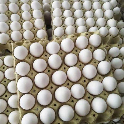 枣阳市可生食天然虾青素鸡蛋 品质高 大码双色 海兰白 红心亮白壳