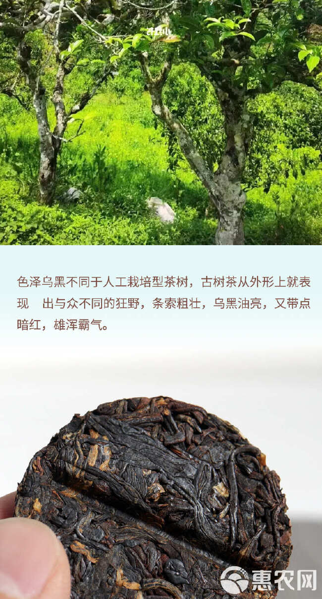 醉红颜古树红茶云南滇红茶8克小茶饼古树晒红香甜柔润耐泡