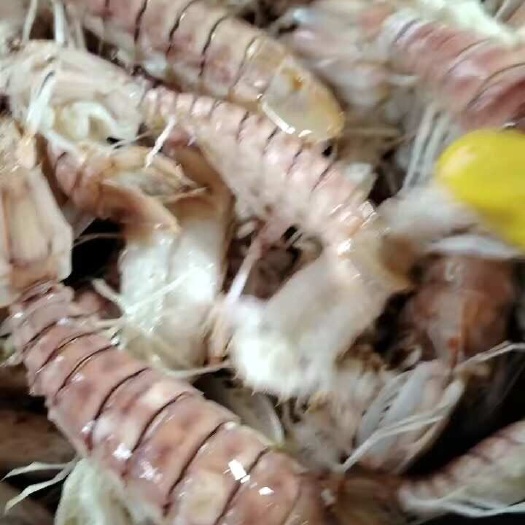 北海活煮皮皮虾