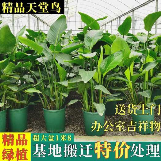 南宁天堂鸟盆栽室内客厅大型绿植办公室大叶植物四季常青鹤望兰真花卉